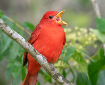 3 Beautiful Backyard Birds That Eat Wasps – And How to Attract Them to Your Yard