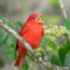 3 Beautiful Backyard Birds That Eat Wasps – And How to Attract Them to Your Yard