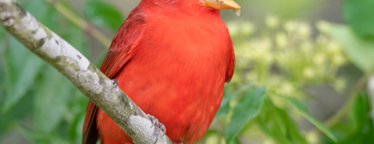 3 Beautiful Backyard Birds That Eat Wasps – And How to Attract Them to Your Yard