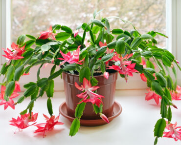 3 Easy Tasks to Do in August for a Thriving Christmas Cactus – and the 1 Summer Mistake That Can Ruin Holiday Blooms