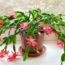 3 Easy Tasks to Do in August for a Thriving Christmas Cactus – and the 1 Summer Mistake That Can Ruin Holiday Blooms