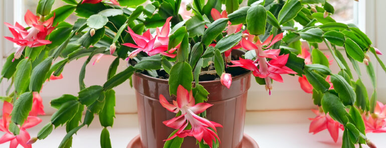 3 Easy Tasks to Do in August for a Thriving Christmas Cactus – and the 1 Summer Mistake That Can Ruin Holiday Blooms 3 Easy Tasks to Do in August for a Thriving Christmas Cactus – and the 1 Summer Mistake That Can Ruin Holiday Blooms