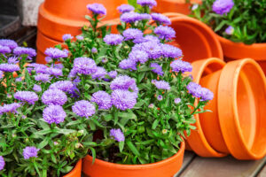 5 Fast-Growing Fall Flowers for Containers That Dazzle From the End of Summer Until the First Frost