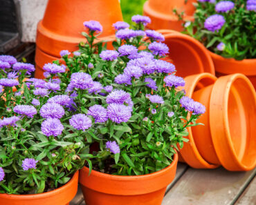5 Fast-Growing Fall Flowers for Containers That Dazzle From the End of Summer Until the First Frost
