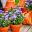5 Fast-Growing Fall Flowers for Containers That Dazzle From the End of Summer Until the First Frost