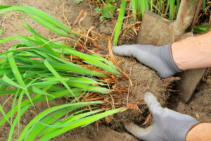 5 Overgrown Perennials To Divide In August For Free Plants Next Year and a Tidy Garden This Fall