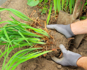 5 Overgrown Perennials To Divide In August For Free Plants Next Year and a Tidy Garden This Fall 5 Overgrown Perennials To Divide In August For Free Plants Next Year and a Tidy Garden This Fall