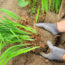 5 Overgrown Perennials To Divide In August For Free Plants Next Year and a Tidy Garden This Fall