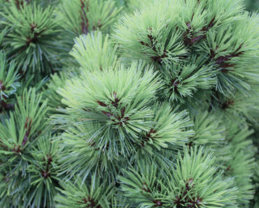 5 Plants to Avoid If You Live in a Wildfire-Prone Area – and What to Plant Instead 5 Plants to Avoid If You Live in a Wildfire-Prone Area – and What to Plant Instead