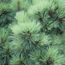 5 Plants to Avoid If You Live in a Wildfire-Prone Area – and What to Plant Instead