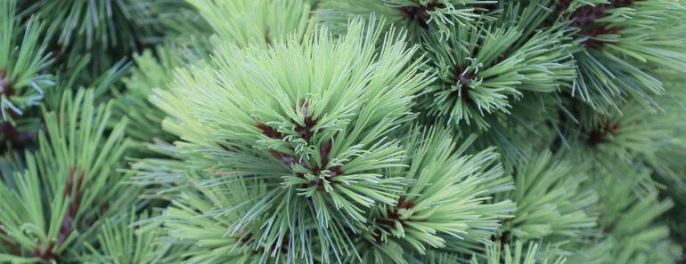 5 Plants to Avoid If You Live in a Wildfire-Prone Area – and What to Plant Instead