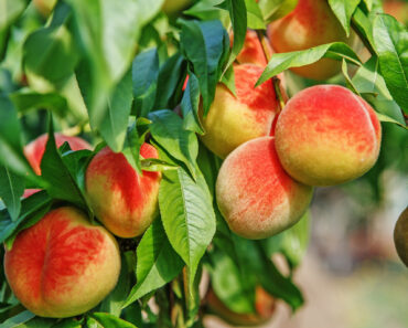 5 Self-Pollinating Fruit Trees to Plant This Fall – You Only Need One Tree to Grow a Huge Crop of Delicious Fruit 5 Self-Pollinating Fruit Trees to Plant This Fall – You Only Need One Tree to Grow a Huge Crop of Delicious Fruit