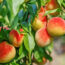 5 Self-Pollinating Fruit Trees to Plant This Fall – You Only Need One Tree to Grow a Huge Crop of Delicious Fruit