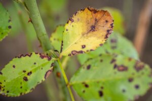 5 Things You’re Doing That Make Rose Black Spot Worse Without Realizing It