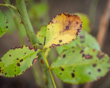5 Things You’re Doing That Make Rose Black Spot Worse Without Realizing It 5 Things You’re Doing That Make Rose Black Spot Worse Without Realizing It
