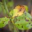 5 Things You’re Doing That Make Rose Black Spot Worse Without Realizing It