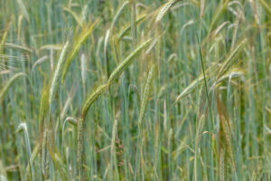 6 Cover Crops to Plant After Your Veggies Are Harvested That Will Improve Your Soil for Next Year