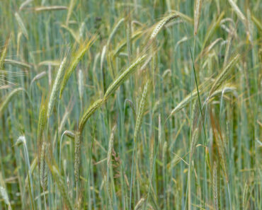 6 Cover Crops to Plant After Your Veggies Are Harvested That Will Improve Your Soil for Next Year