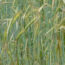 6 Cover Crops to Plant After Your Veggies Are Harvested That Will Improve Your Soil for Next Year