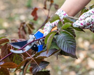 6 Plants You Should Prune in September for a Tidy Fall Garden – Plus, Which Plants You Should Leave 6 Plants You Should Prune in September for a Tidy Fall Garden – Plus, Which Plants You Should Leave