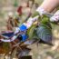 6 Plants You Should Prune in September for a Tidy Fall Garden – Plus, Which Plants You Should Leave