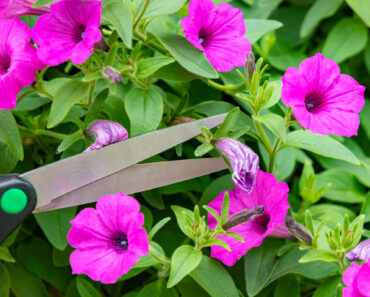 6 Simple Ways to Give Hanging Baskets a Refresh in August – and Keep Containers Looking Lush All Fall