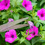 6 Simple Ways to Give Hanging Baskets a Refresh in August – and Keep Containers Looking Lush All Fall