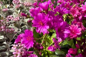6 Striking Succulents That Love Summer Heat But Still Survive Winter Outside