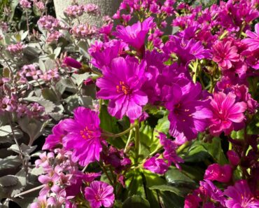 6 Striking Succulents That Love Summer Heat But Still Survive Winter Outside