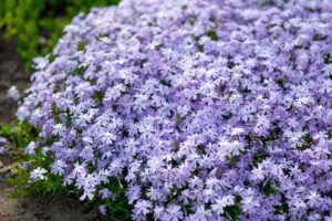 6 Tough Ground Cover Plants to Add to Your Garden in August – Before Weeds Take Over Fall Beds