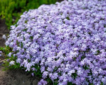 6 Tough Ground Cover Plants to Add to Your Garden in August – Before Weeds Take Over Fall Beds 6 Tough Ground Cover Plants to Add to Your Garden in August – Before Weeds Take Over Fall Beds