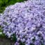 6 Tough Ground Cover Plants to Add to Your Garden in August – Before Weeds Take Over Fall Beds