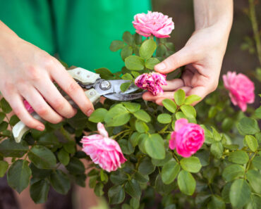 7 Garden Rules You Can Safely Break Once Mid-August Hits 7 Garden Rules You Can Safely Break Once Mid-August Hits