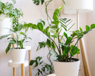 8 Houseplants You Can Count On When Everything Outside is Wilting – For Luxe Appeal That Lasts All Year Round 8 Houseplants You Can Count On When Everything Outside is Wilting – For Luxe Appeal That Lasts All Year Round