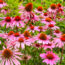 8 Perennial Seeds to Scatter in August for a Naturalized Meadow Next Year