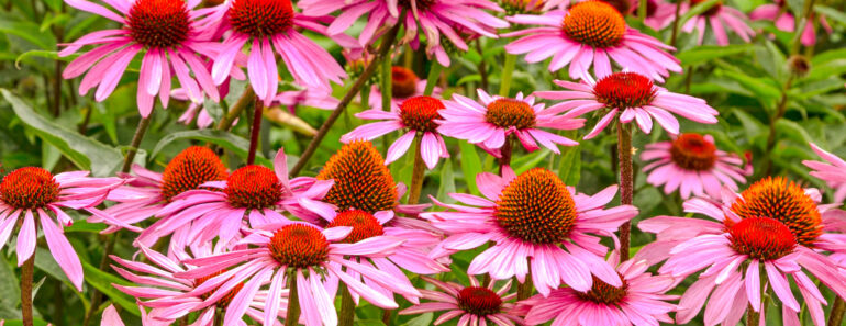 8 Perennial Seeds to Scatter in August for a Naturalized Meadow Next Year