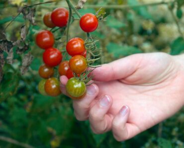 8 Things to Do When You Have an Explosion of Cherry Tomatoes
