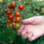 8 Things to Do When You Have an Explosion of Cherry Tomatoes