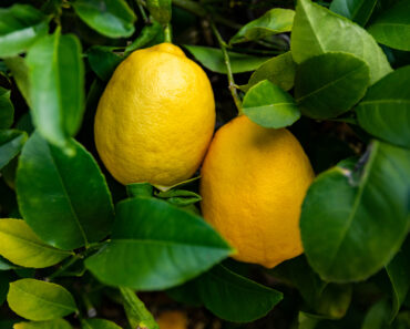 After 20 Years of Gardening, These Are the Plants & Tools I Can’t Live Without