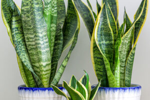 All Of My Houseplants Are Dying In The Heat Except For This One – It’s Virtually Unkillable
