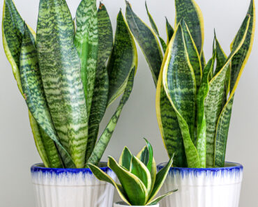 All Of My Houseplants Are Dying In The Heat Except For This One – It’s Virtually Unkillable All Of My Houseplants Are Dying In The Heat Except For This One – It’s Virtually Unkillable