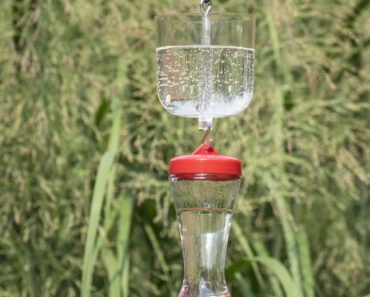 Ants on Your Hummingbird Feeder? 5 Easy, Natural Solutions to Try Ants on Your Hummingbird Feeder? 5 Easy, Natural Solutions to Try