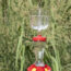 Ants on Your Hummingbird Feeder? 5 Easy, Natural Solutions to Try