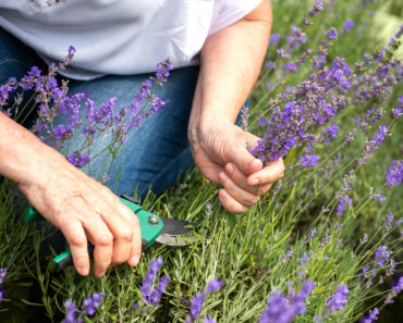 August Is Your Last Chance to Prune These 6 Plants Before It’s Too Late for Next Year
