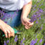 August Is Your Last Chance to Prune These 6 Plants Before It’s Too Late for Next Year