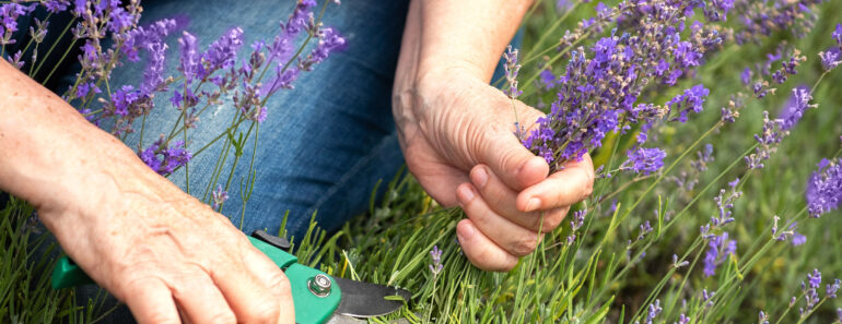 August Is Your Last Chance to Prune These 6 Plants Before It’s Too Late for Next Year August Is Your Last Chance to Prune These 6 Plants Before It’s Too Late for Next Year