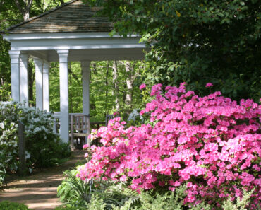 Azaleas and Rhododendrons Need This One Thing in Late Summer for Maximum Blooms Next Year Azaleas and Rhododendrons Need This One Thing in Late Summer for Maximum Blooms Next Year