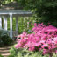 Azaleas and Rhododendrons Need This One Thing in Late Summer for Maximum Blooms Next Year
