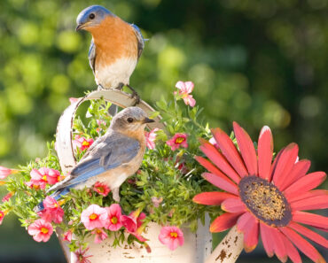 Birds Need These 7 Plants in Your Yard Before Fall Starts – For Vital Food and Shelter Through to Winter