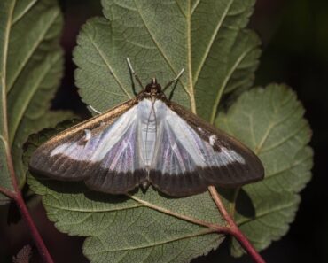 Box Tree Moth Infestations – How to Save Your Boxwoods From This Invasive Pest Before It’s Too Late